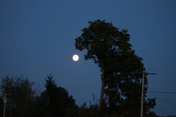 11. Ay ışığı ile beslenen ağaç