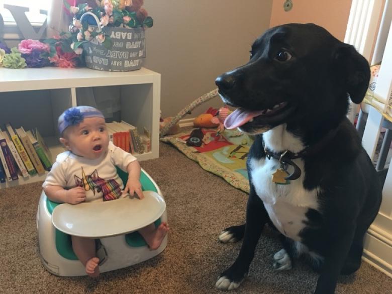 7. İlk kez köpek gören bebeğin şaşkınlığı paha biçilemez!