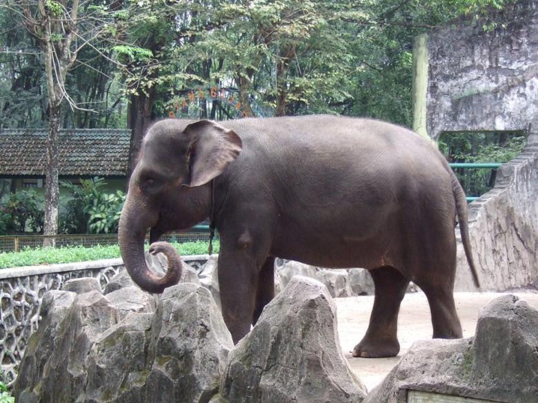 6. 2400-2800 adet bulunan Sumatra filleri.