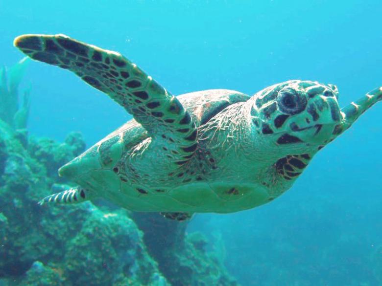 5. Bu deniz kaplumbağası dünya çapında tropikal okyanuslarda bulunur, son yüz yılda %80 azaldı.