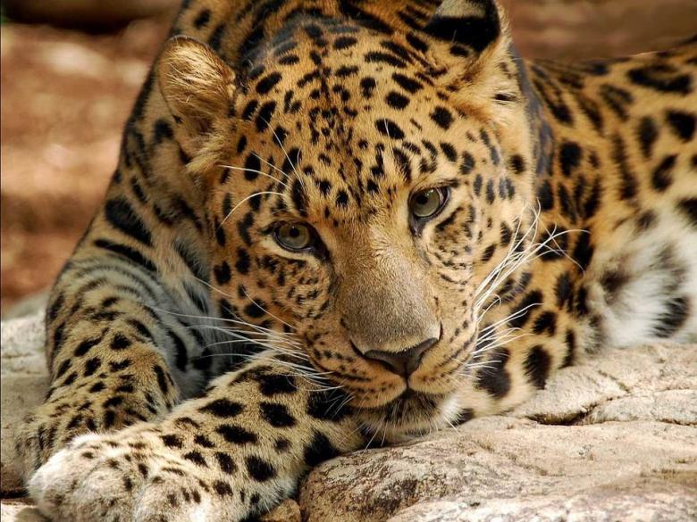7. Dünyanın en çok tehlike altındaki yaban kedileri, Amur leoparı