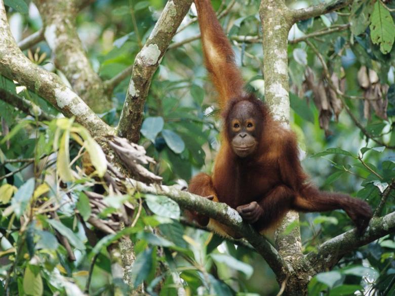 12. Son 60 yılda, Bornean orangutan nüfusunda %50'lik bir azalma oldu.