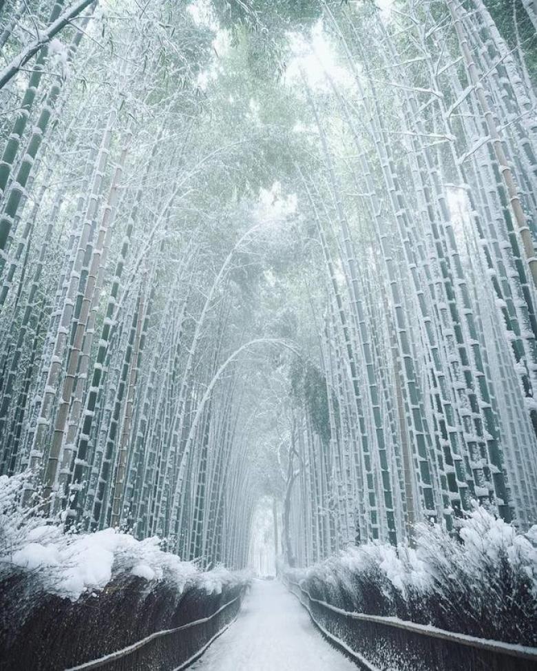 5. Biraz doğuya seyahat edelim. Japonya’daki bambular kış aylarında böyle görünüyor