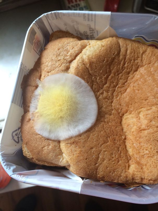 Yumurta görünümlü ekmek küfü