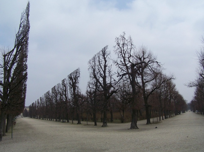 Simetri hastaları tarafından şekil verilen ağaçlar..
