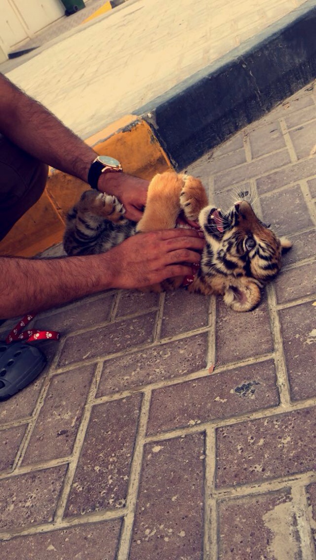11. Dubai'de evcil hayvan olarak kaplan sahiplenmeniz mümkün.