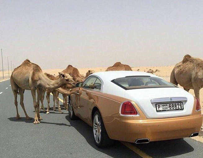 27. Dubai yollarında her an develer karşınıza çıkabilir.